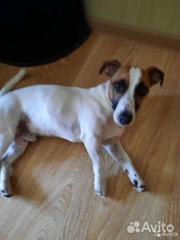 Вязка собак