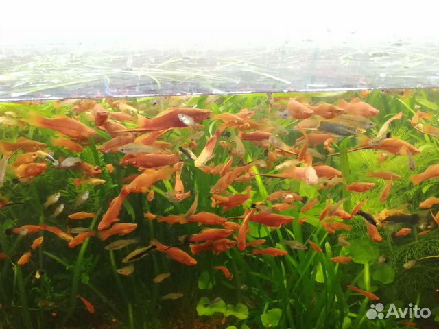 Рыбки, растения, ампулярии