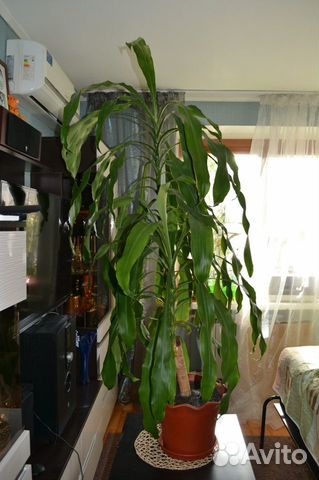 Драцена душистая