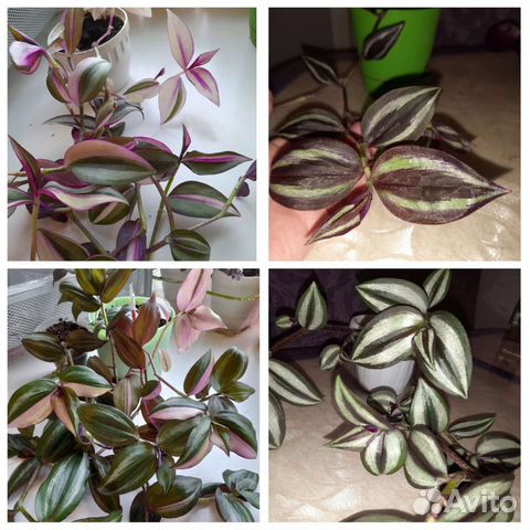 Традесканция 1