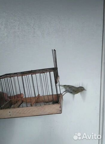 Щегол, клёст и др. Цены реальные М.Курская