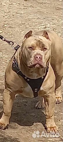 Американский булли xl вязка