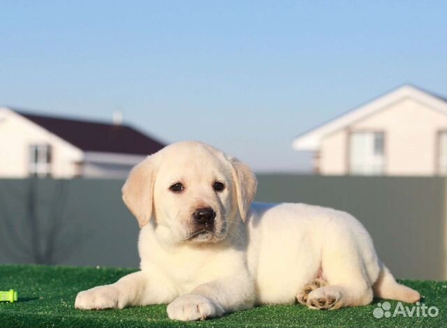 Палевые и белые девочки лабрадор