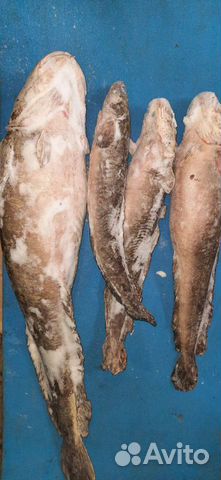 Свежая рыба Налим