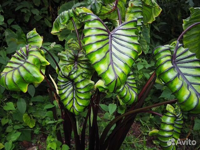 Колоказии и растения для водоемов