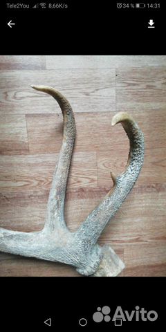 Рога 1700торг