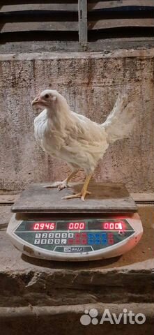 Куры несушки молодки