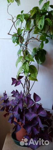 Клеродендрум пестролистный, комнатные растения