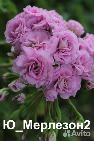 Пеларгонии - розебуды, зонартики, тюльпанки