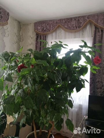 Китайская роза