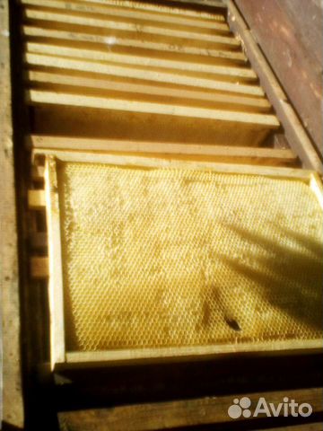 Пчелосемьи и пчелопакеты и рамки сушь