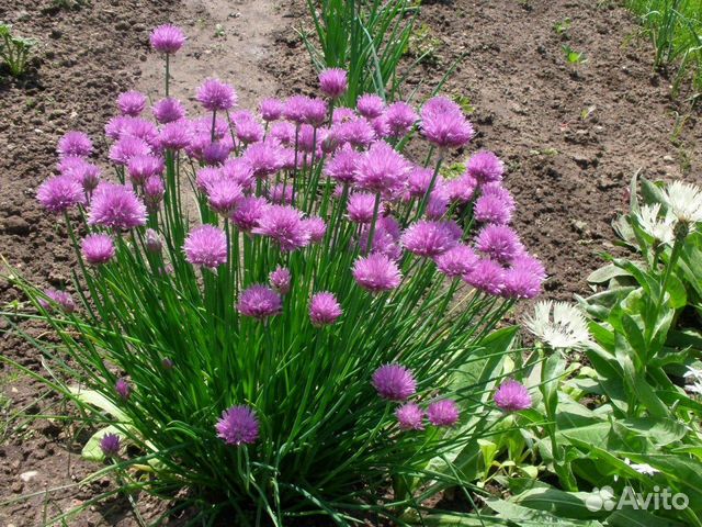 Саженцы и Рассада