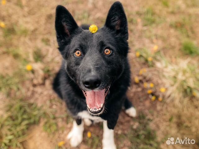 Метис лайки Сева в добрые руки