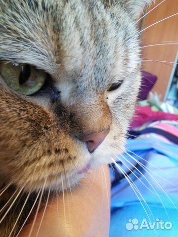 Вызов ветеринарного врача на дом