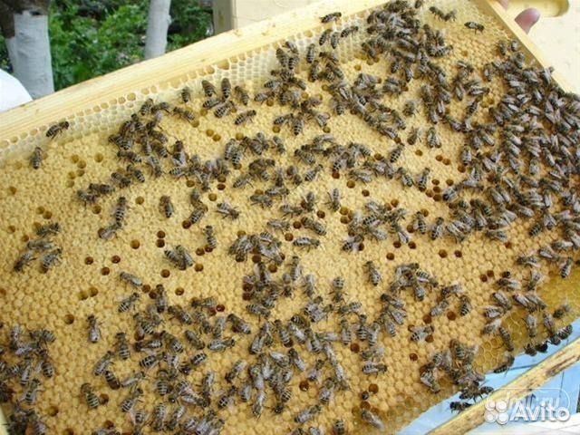 Пчелы- Пчелопакеты породы Карпатка- Карника купить на Зозу.ру - фотография № 3
