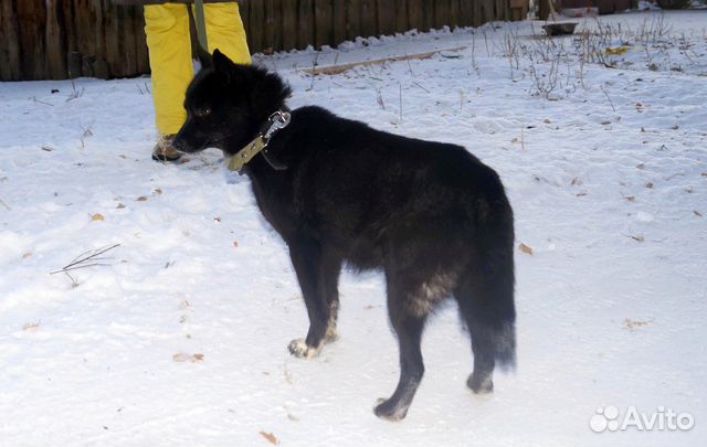 Очень нежная ласковая собака ищет дом купить на Зозу.ру - фотография № 3