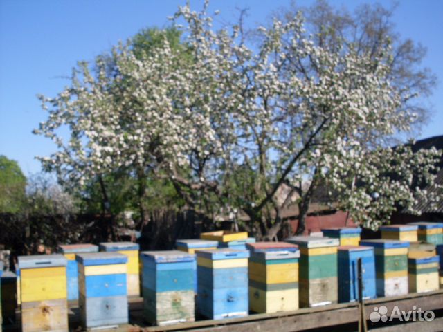 Продам пчелопакеты И пчелосемьи купить на Зозу.ру - фотография № 2