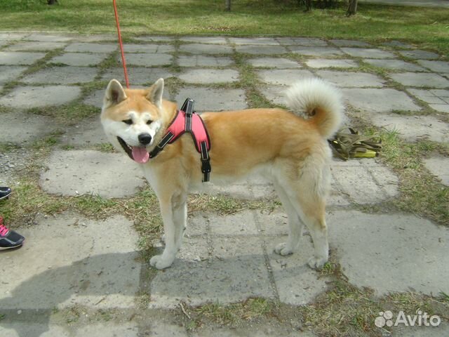 шелехова собаки