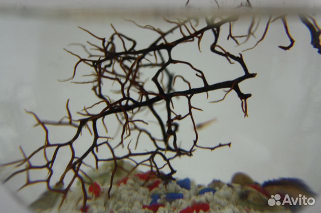 Нано аквариум без отверстий Аквамир. 2 креветки