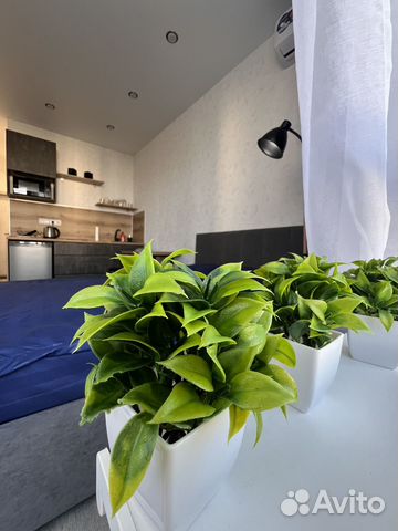 

Квартира-студия, 32 м², 1 кровать
