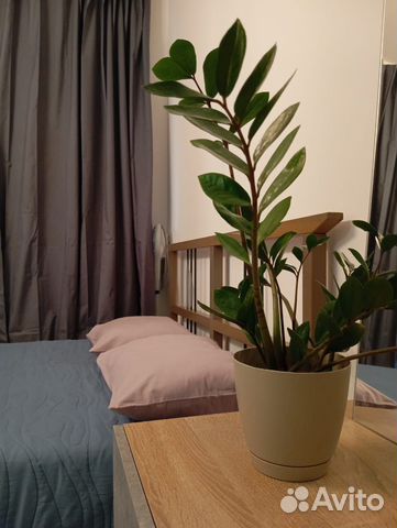 

Квартира-студия, 27 м², 3 кровати