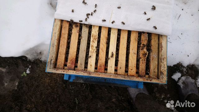 Пчёлопакеты Карники купить на Зозу.ру - фотография № 3