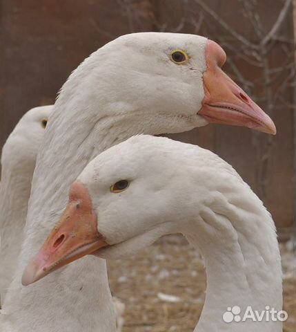 Молодняк гусят утят мулардов бройлерных цыплят