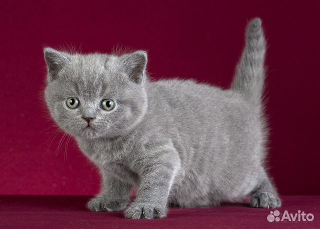Британские котята, голубой окрас купить на Зозу.ру - фотография № 4