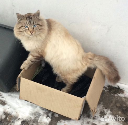 Кот в добрые руки купить на Зозу.ру - фотография № 8