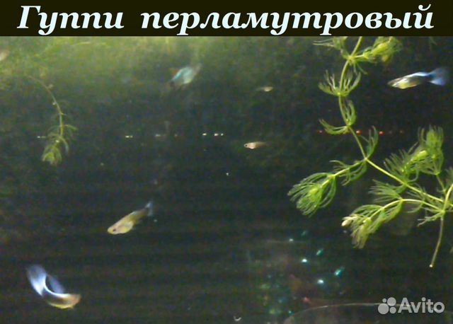 Гуппи, Дафния живая. Растения купить на Зозу.ру - фотография № 7