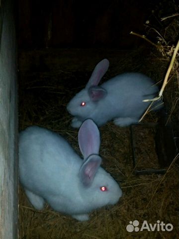 Кролики фландр купить на Зозу.ру - фотография № 8