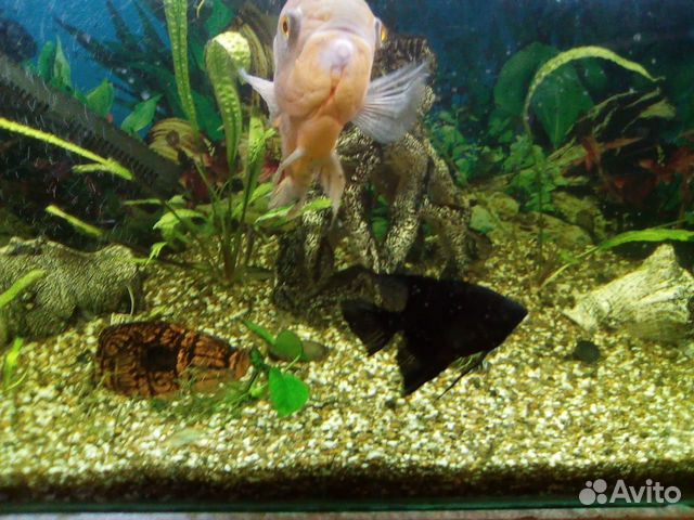 Аквариум с рыбками и живыми растениями купить на Зозу.ру - фотография № 9