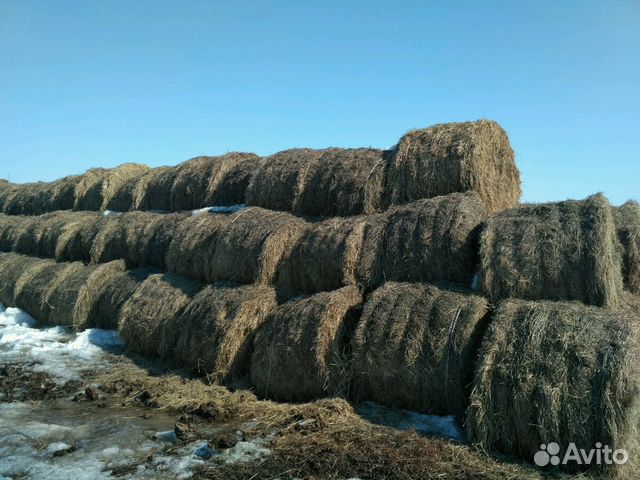 Сено в тюках купить на Зозу.ру - фотография № 1