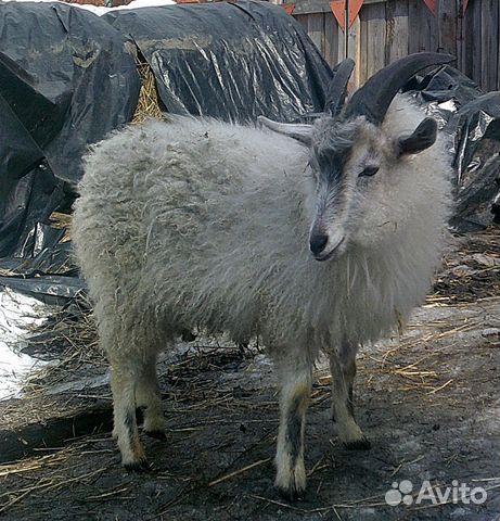 Пара пуховых тонкорунных коз (ангора) купить на Зозу.ру - фотография № 1