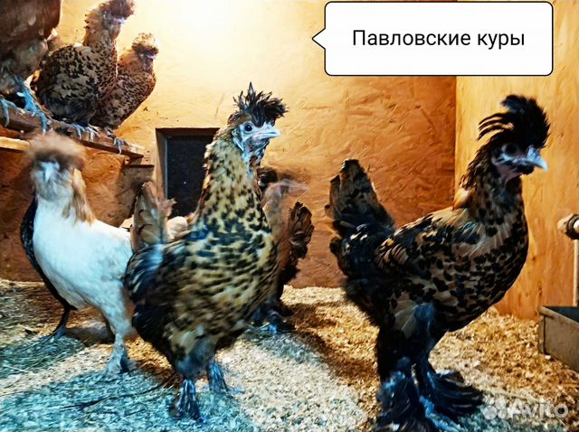 Инкубационное яйцо Инкубационное яйцо