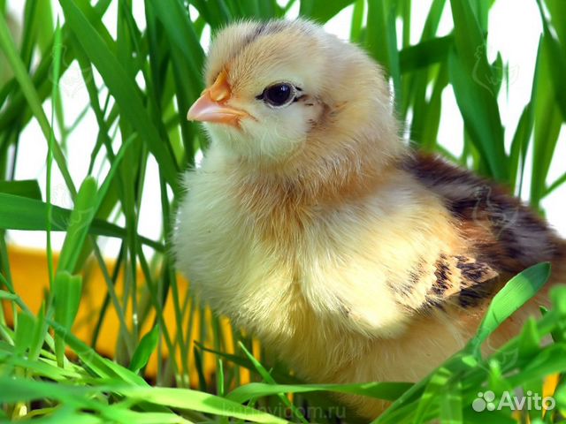 Цыплята инкубационное яйцо купить на Зозу.ру - фотография № 1