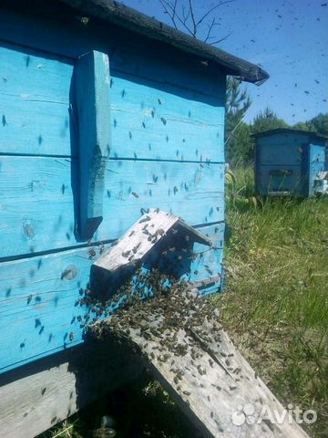 Пчелосемьи (меняю) купить на Зозу.ру - фотография № 1