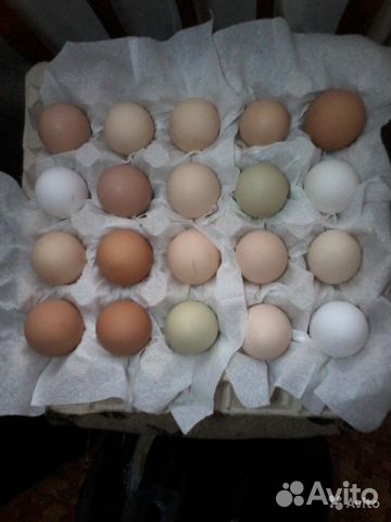 Яйцо инку куриное.индоутиное цыплята под заказ купить на Зозу.ру - фотография № 1