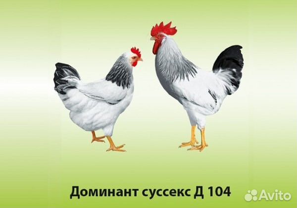 Цыплята чешского Доминанта купить на Зозу.ру - фотография № 3