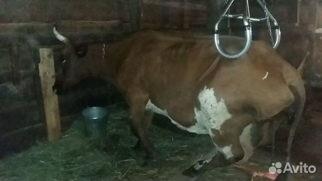 Приспособление для подъема коров после пореза купить на Зозу.ру - фотография № 5