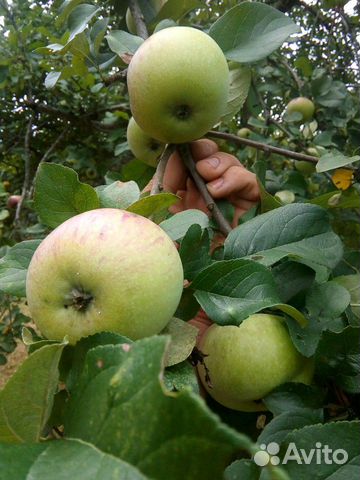 Яблоки из экологически чистого района