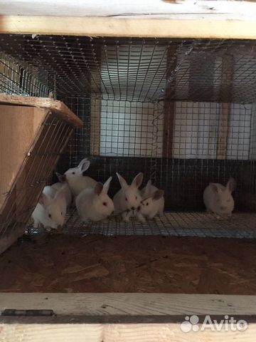 Калифорнийские кролики купить на Зозу.ру - фотография № 5