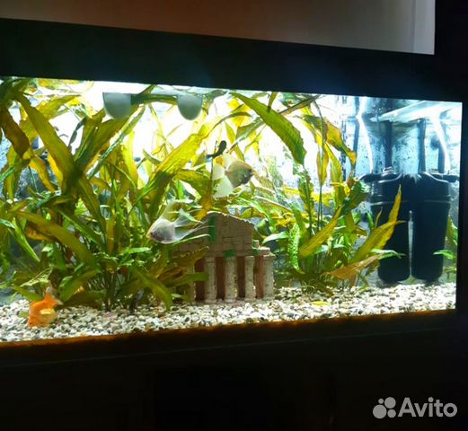 Продам аквариум с тумбой купить на Зозу.ру - фотография № 2