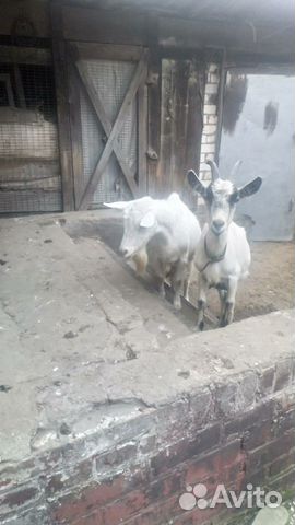 Продаются козы как можно быстрее купить на Зозу.ру - фотография № 4