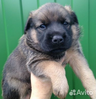 Купить Щенка В Тюмени Недорого Овчарки