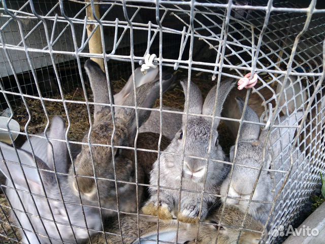 Кролики крупных пород купить на Зозу.ру - фотография № 5