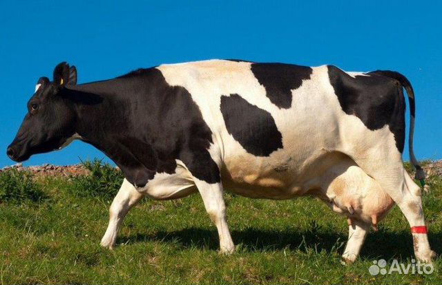 Дойная корова, телята, бычки купить на Зозу.ру - фотография № 1