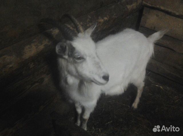 Овцематки, ягнята, дойные козы купить на Зозу.ру - фотография № 5