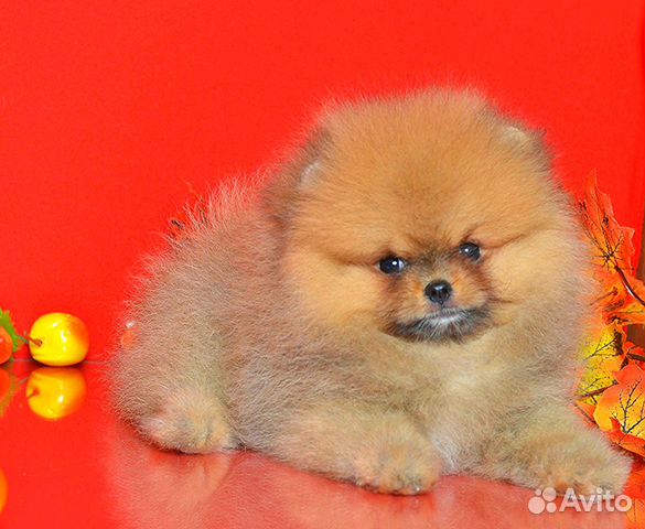 Авито Мурманск Щенки Купить