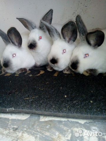 Кролики калифорния купить на Зозу.ру - фотография № 7